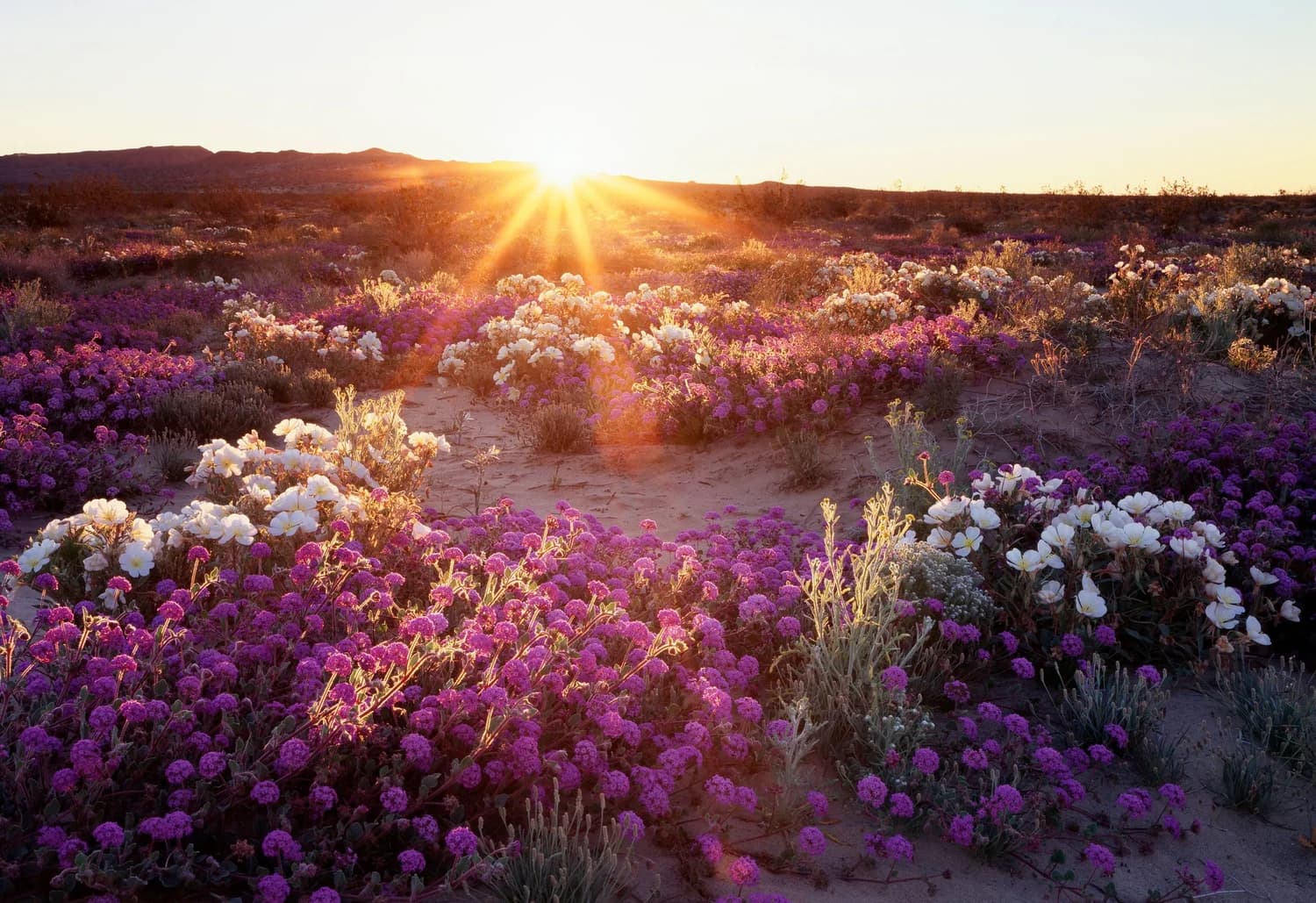 SUPER BLOOM: Blossom into your own nature
